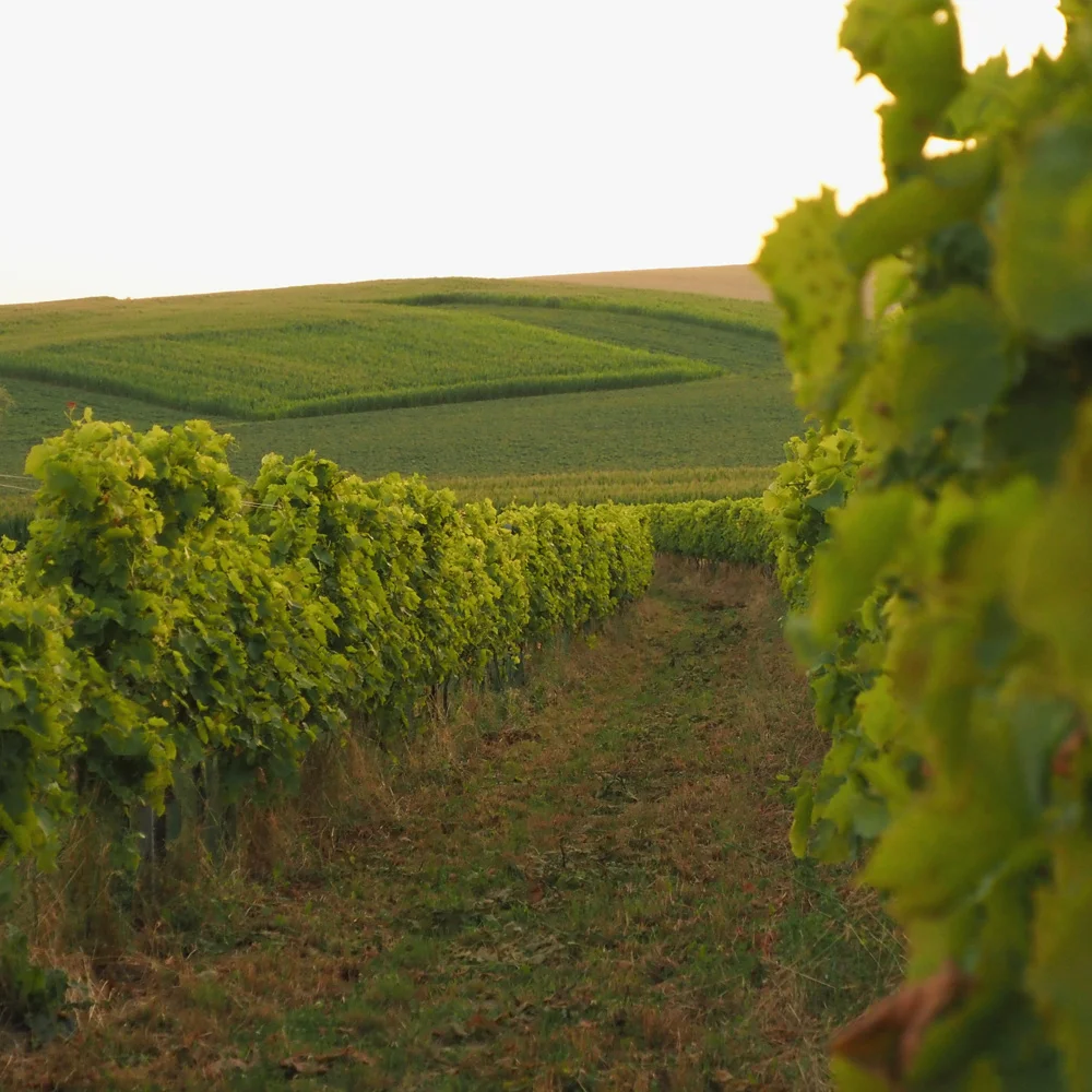 95Tage Weingarten in Gumpolding
