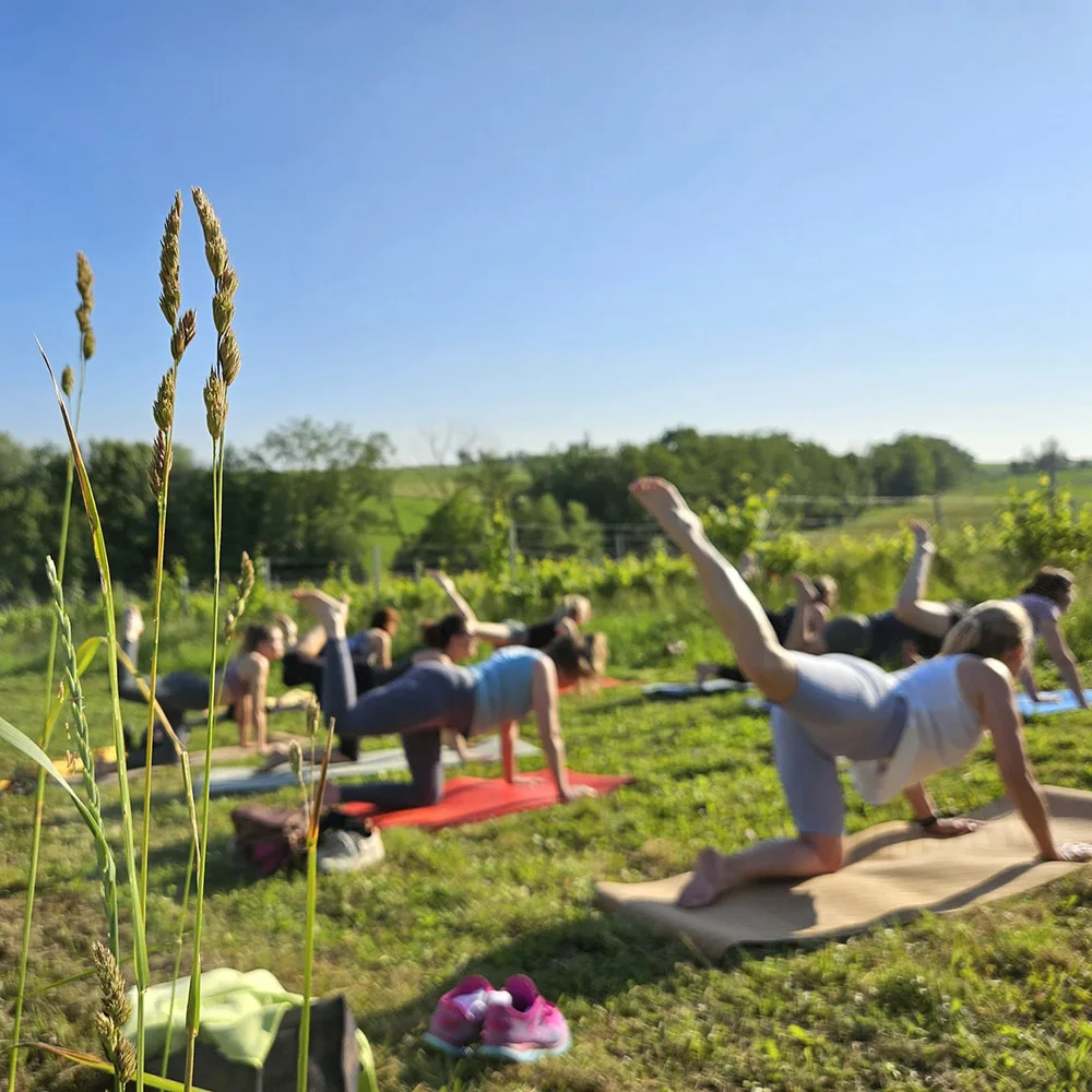 Yoga in Gumpoldinger 95Tage Weingarten