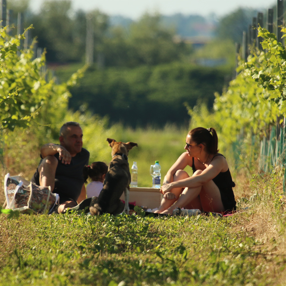 This image for Image Layouts addon