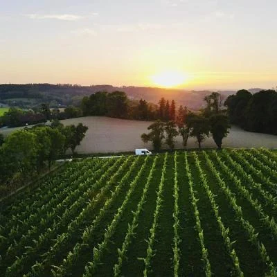 Weingarten von 95 Tage mit Blick ins Grüne