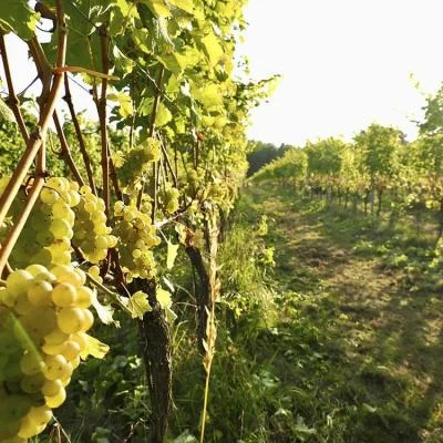 Gesunde Weinreben im Weingarten in Oberösterreich
