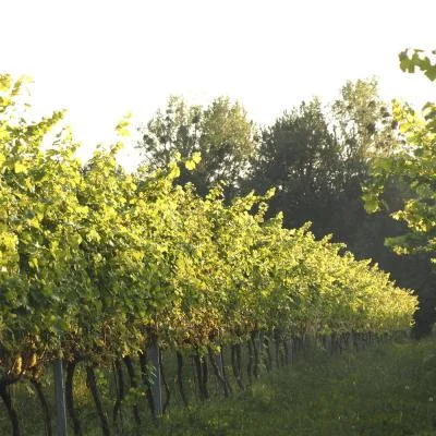 Weinbau bei 95 Tage im Weingarten in Oberösterreich