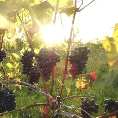 Rebenpflege im Weingarten während der Vegetationsperiode