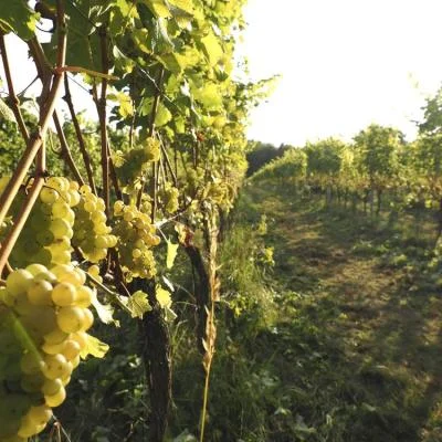Gesunde Weinreben im Weingarten in Oberösterreich