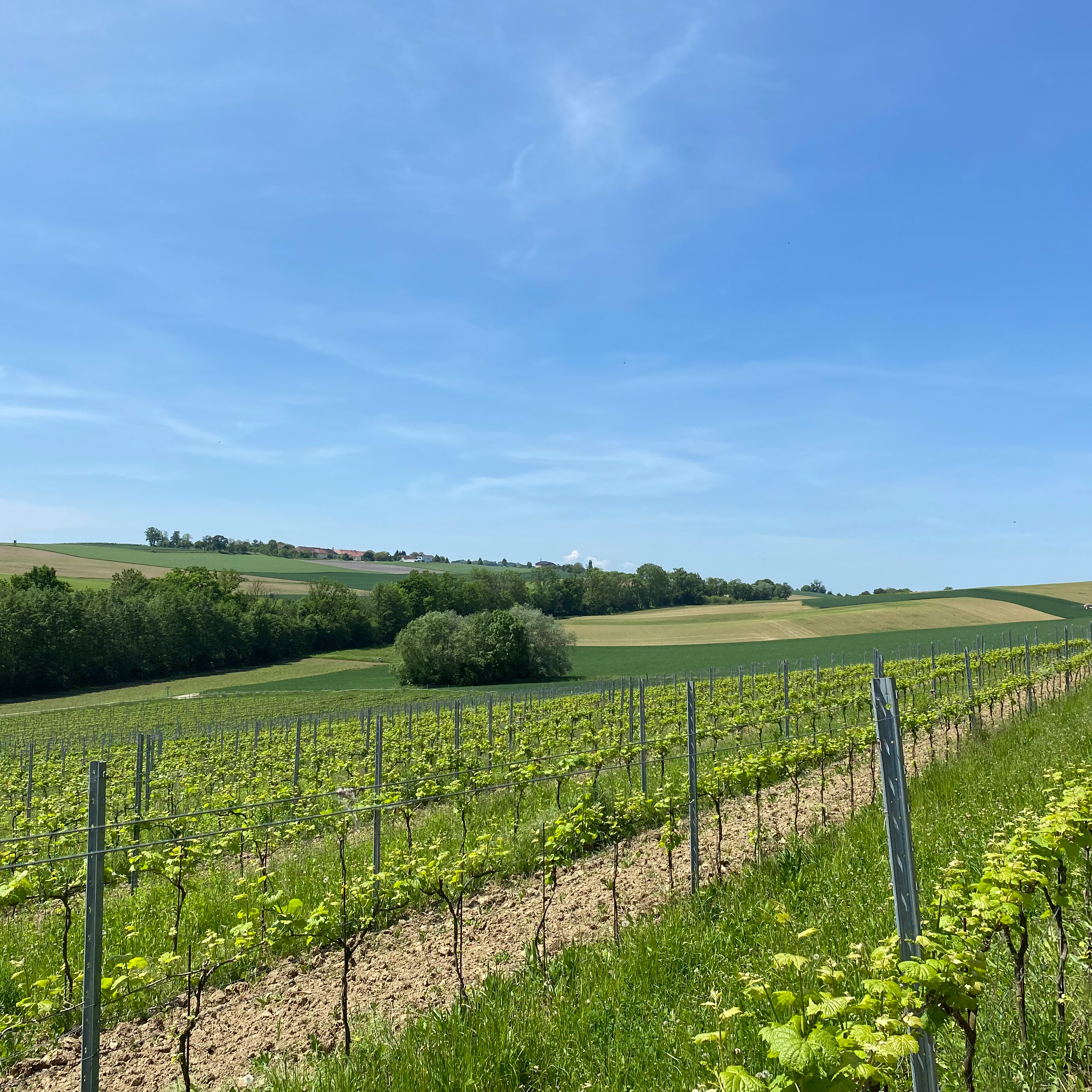 This image for Image Layouts addon