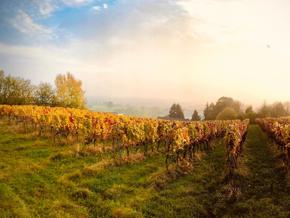 95Tage Weingarten im Herbst