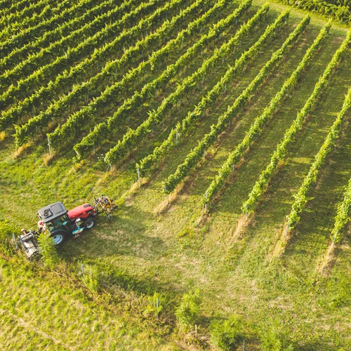 Weingartenpflege bei Weinbau Eschlböck aus Oberösterreich