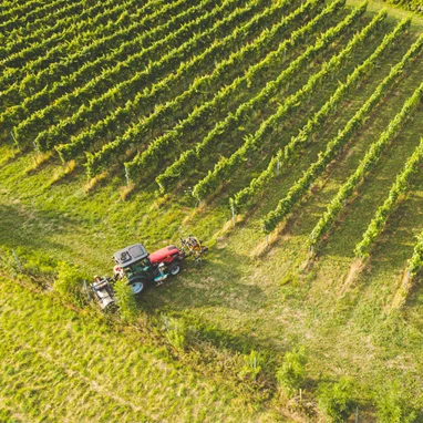 Weingartenpflege bei Weinbau Eschlböck aus Oberösterreich