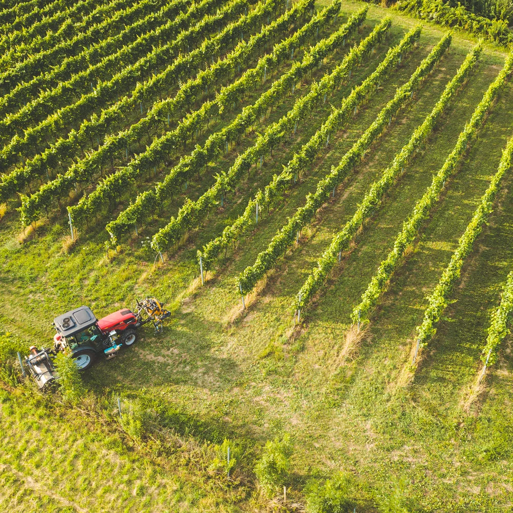 Verkostung der hauseigenen Weine der Linien 95Tage und Der Eschlböck 