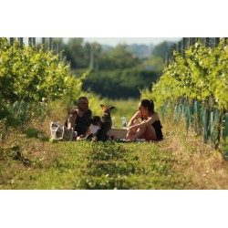 Gemütliches Picknick im 95Tage Weingarten in Traun