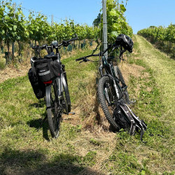 Wine Adventure Geschenkgutschein – Weinerlebnis in Oberösterreich